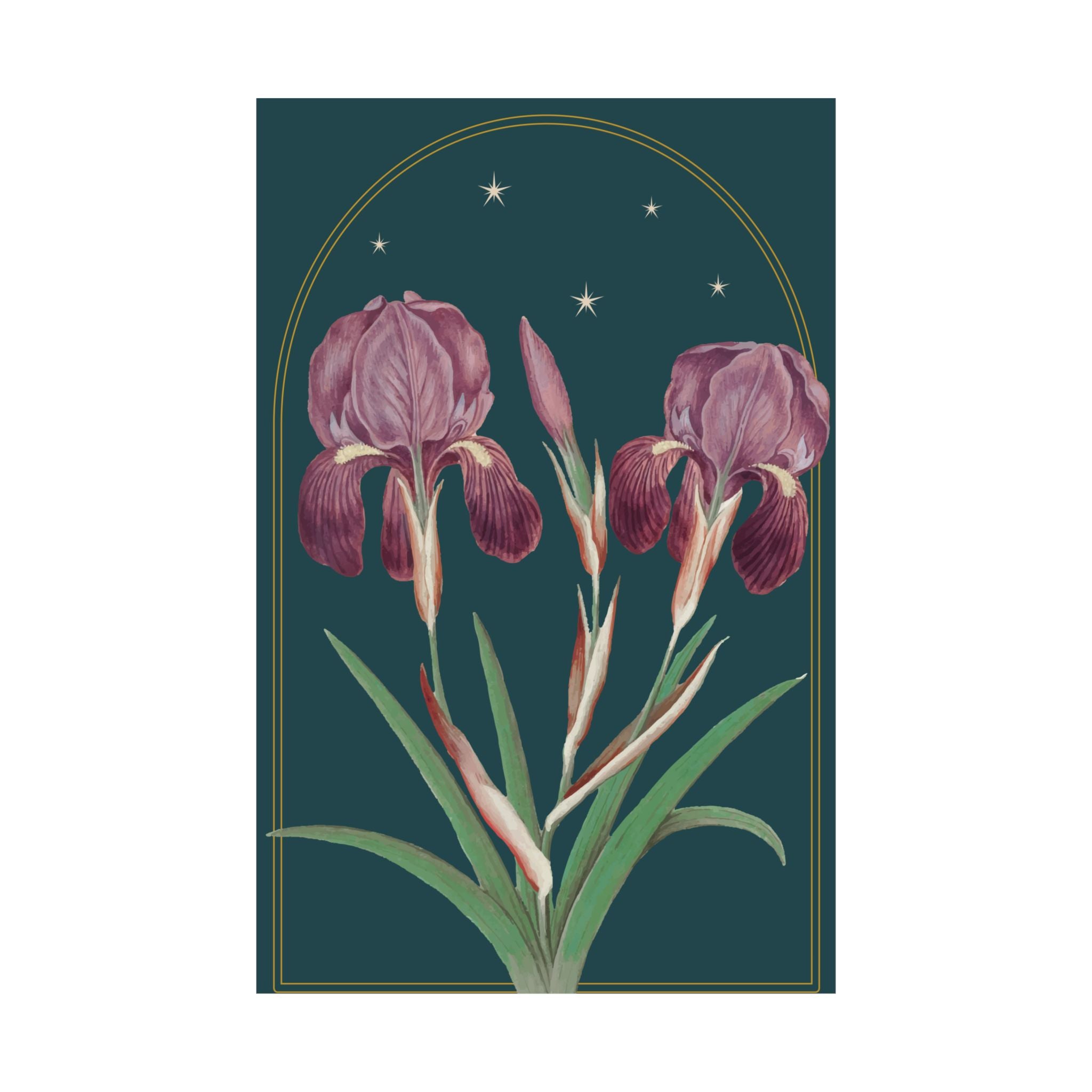 Iris Botanical Print- 11x17 Vintage Botanical Illustration Wall Art
